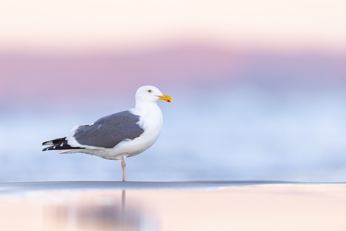 Western Gull - ML616691848