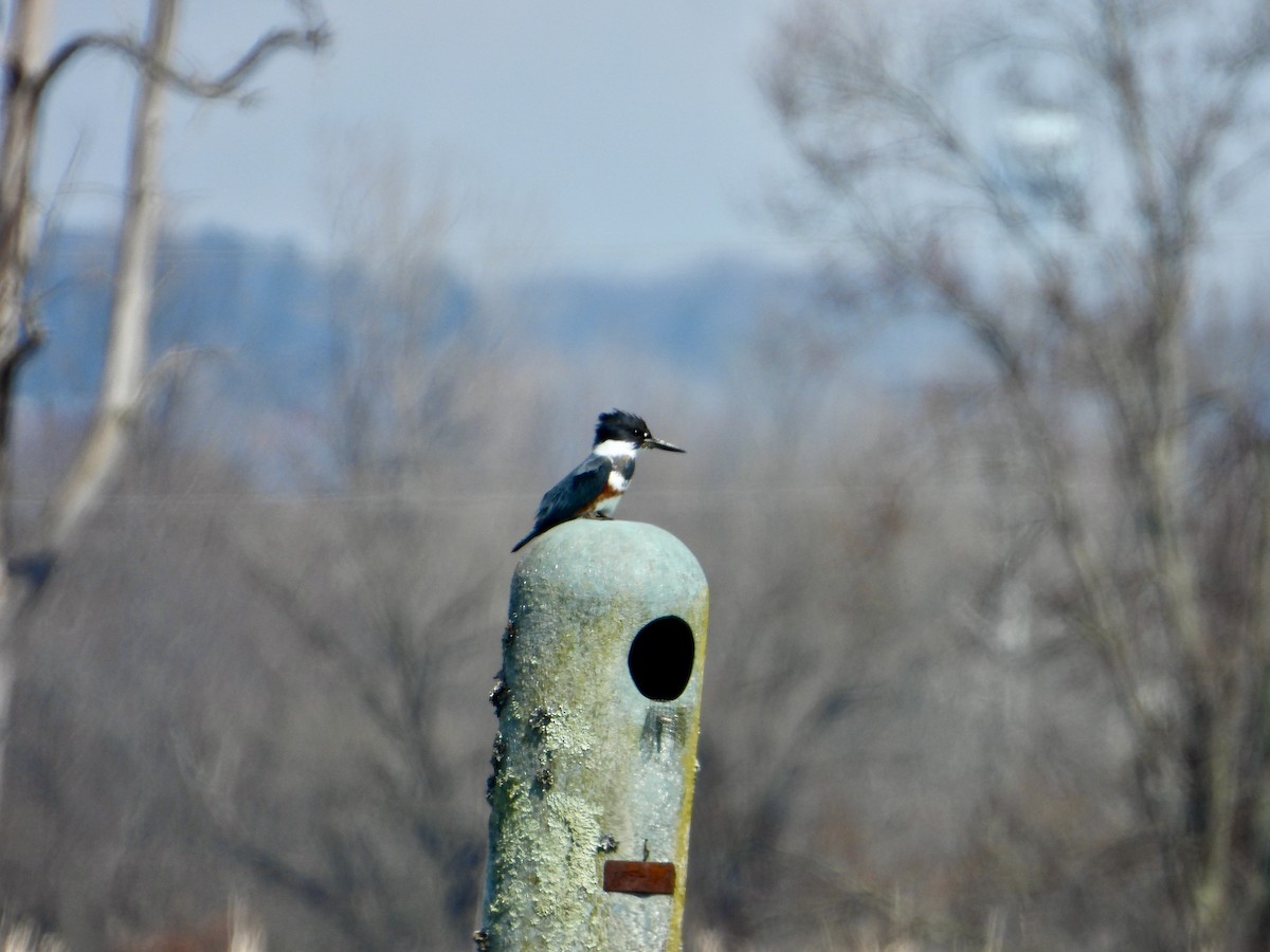 Belted Kingfisher - ML616691869