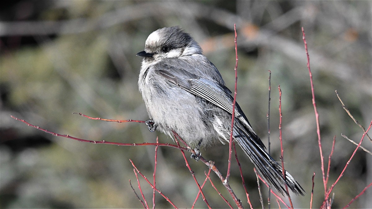 Canada Jay - ML616691888