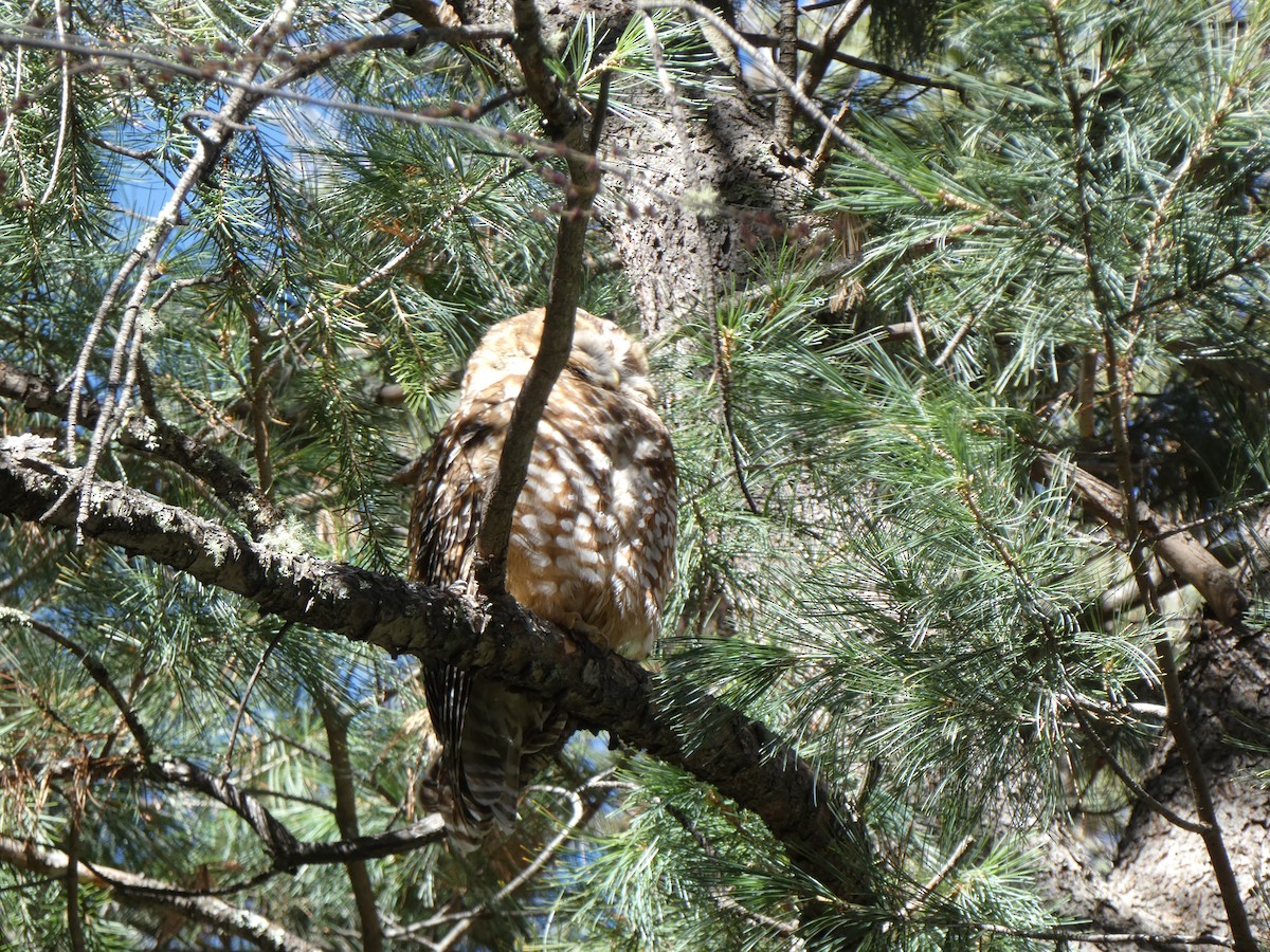 Spotted Owl - ML616691890