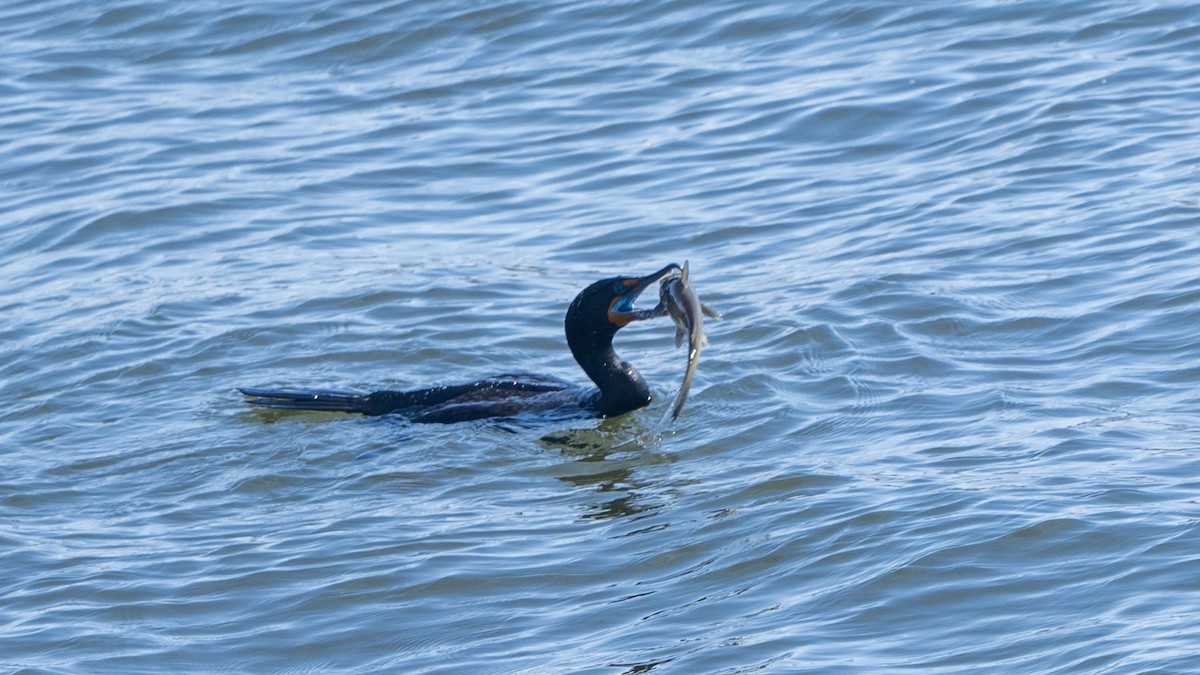 Double-crested Cormorant - Paul Clifford