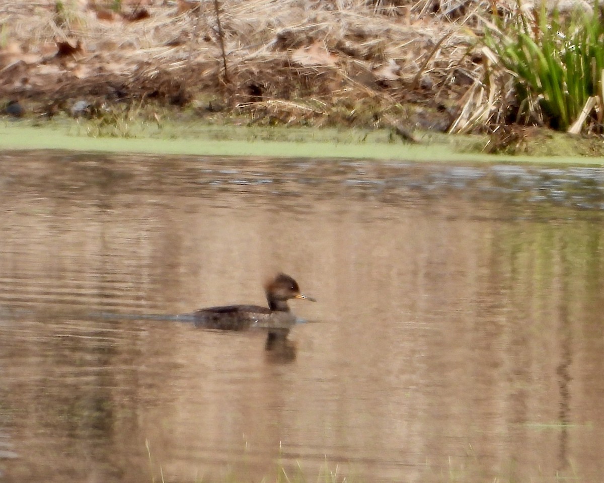 Hooded Merganser - ML616691910