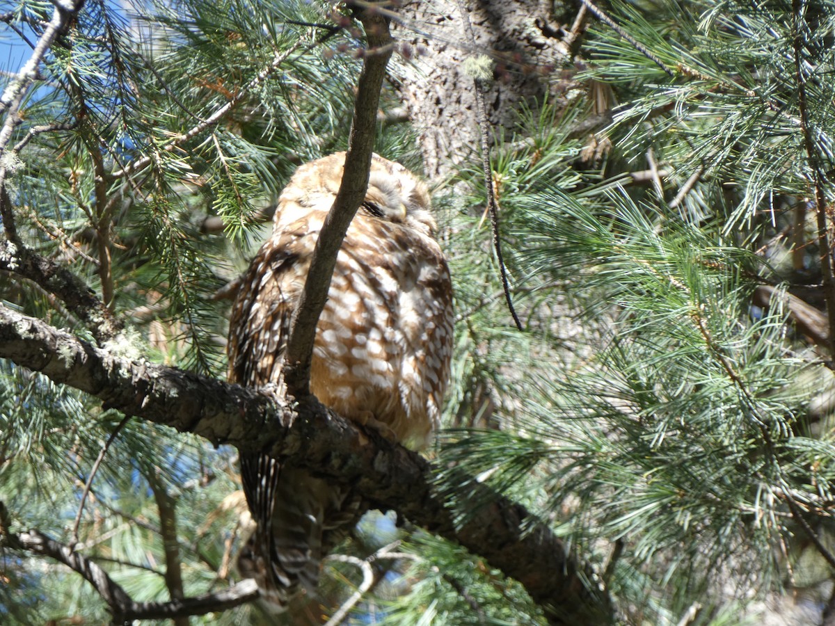 Spotted Owl - ML616691920