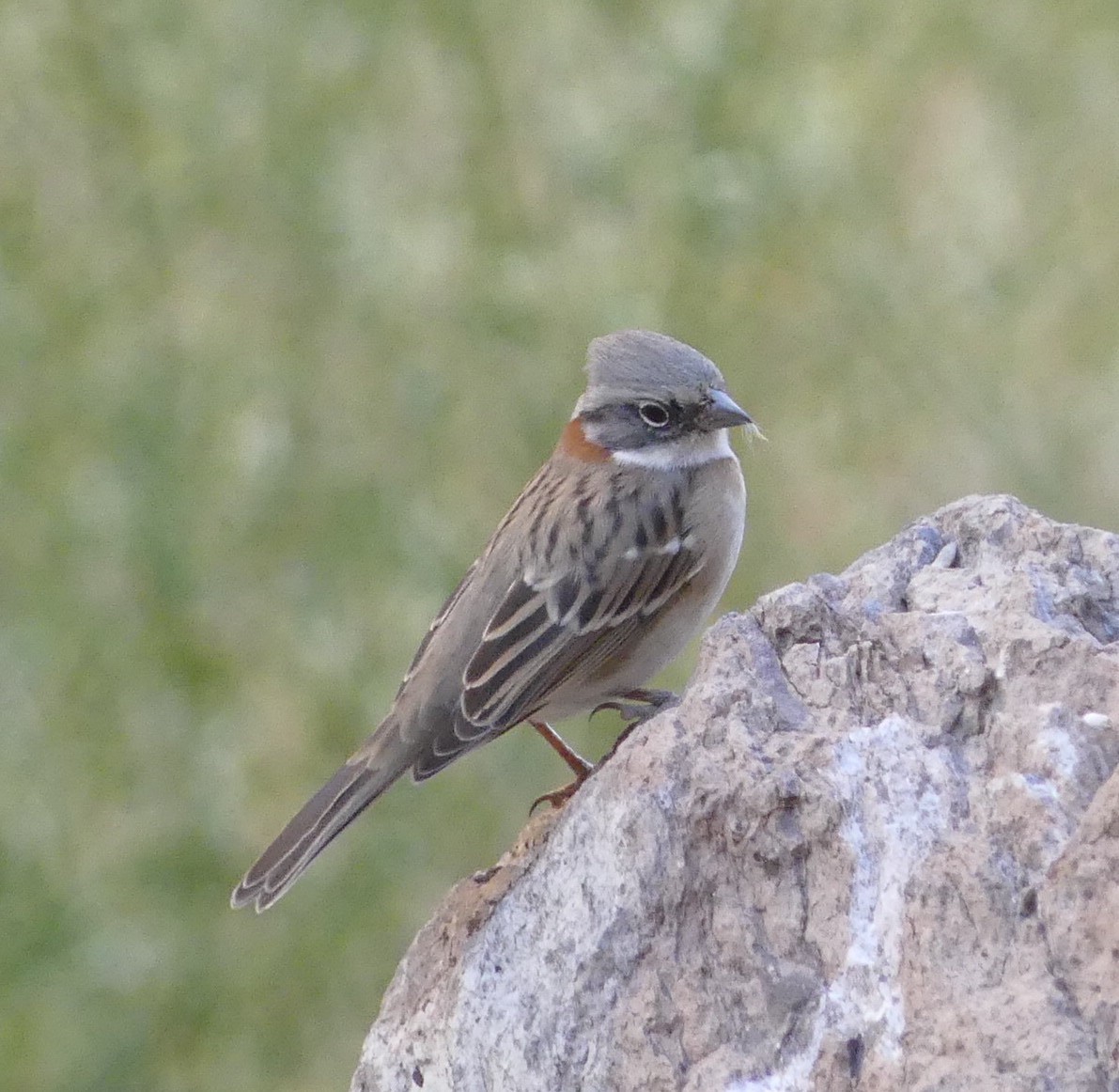 Rufous-collared Sparrow - amy pickering