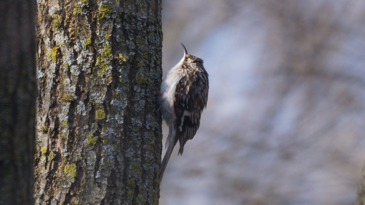 Brown Creeper - ML616692026