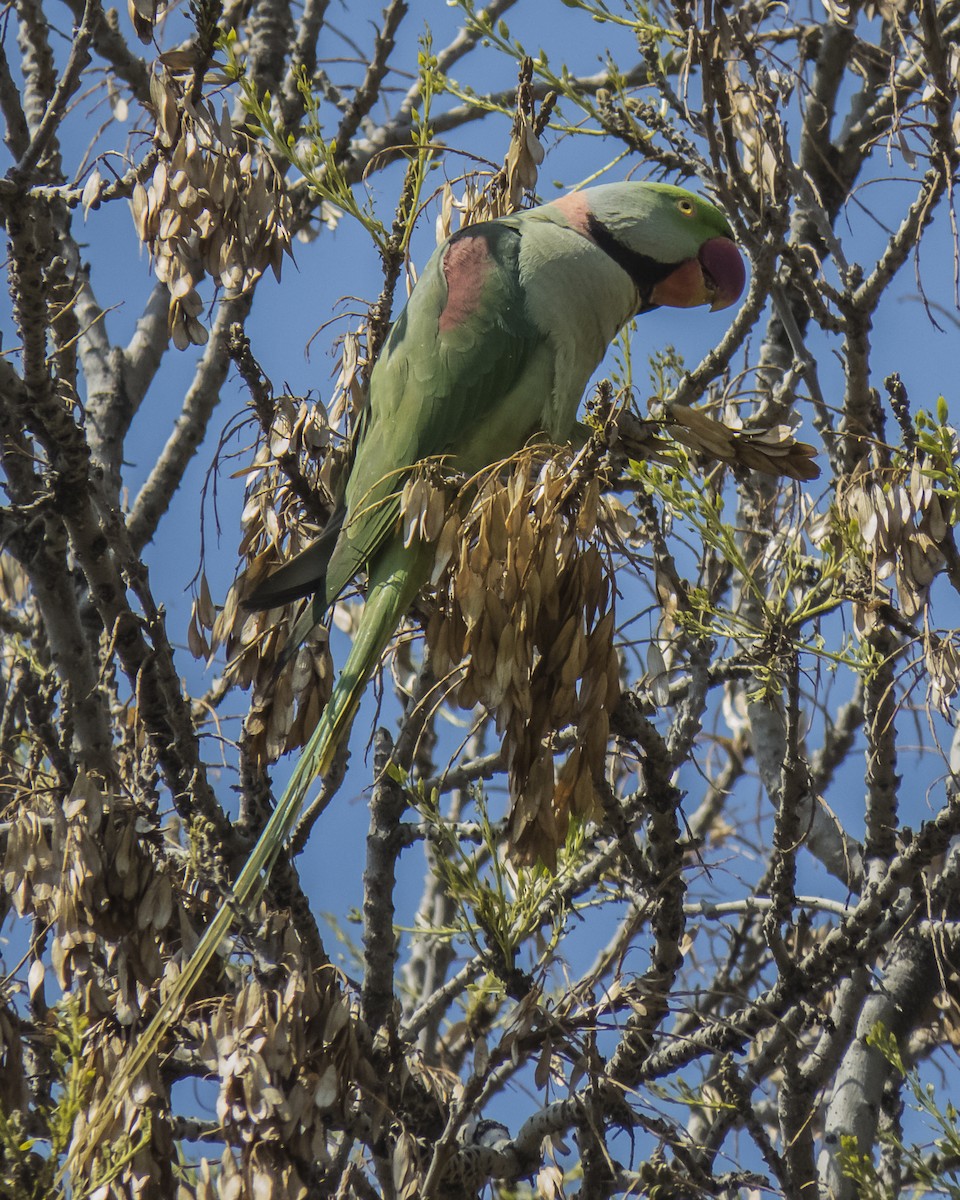 Alexandrine Parakeet - ML616692121