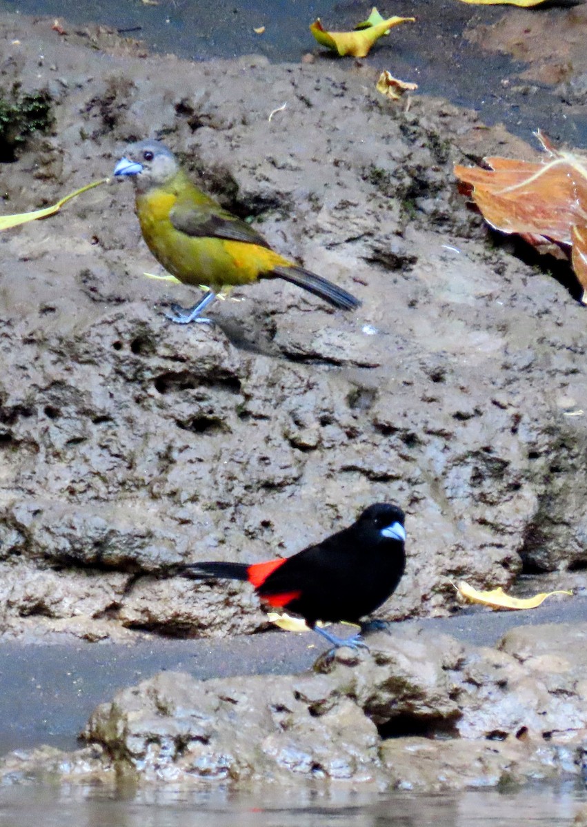 Scarlet-rumped Tanager - ML616692133