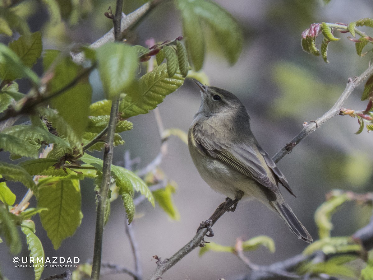 Mosquitero Común - ML616692145