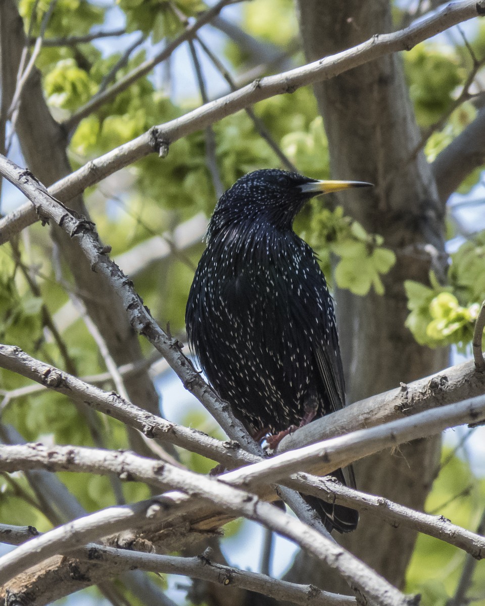 European Starling - Abbas Mahjoob