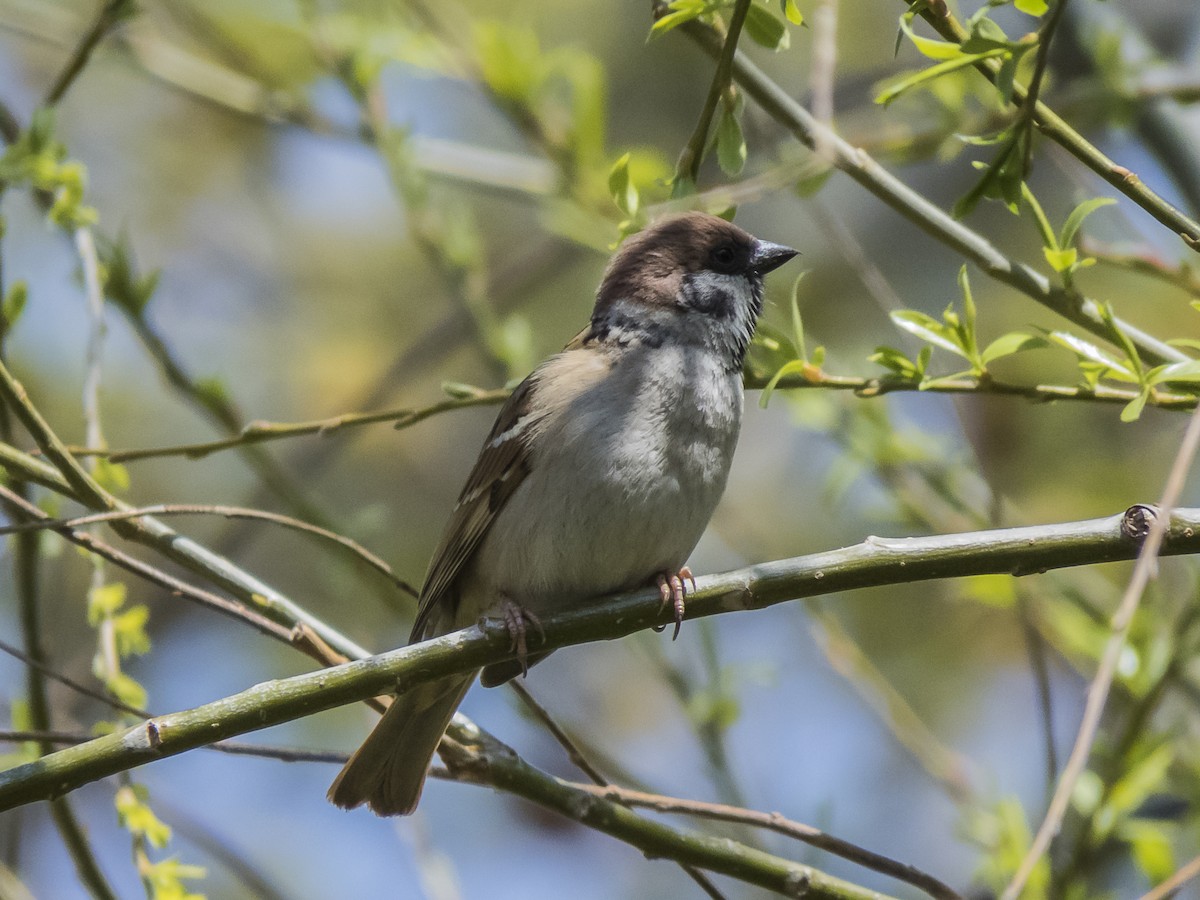 Eurasian Tree Sparrow - Abbas Mahjoob