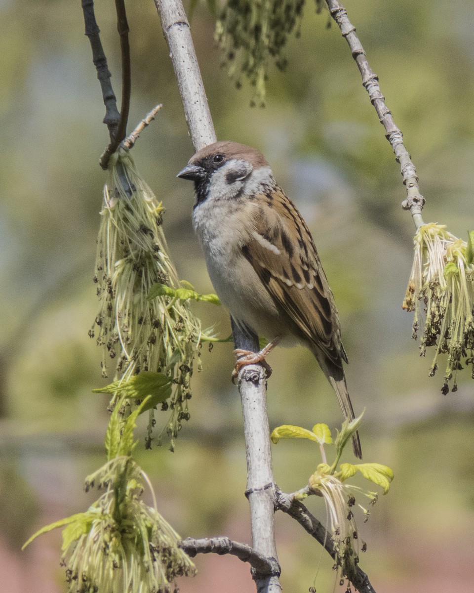 Eurasian Tree Sparrow - ML616692187