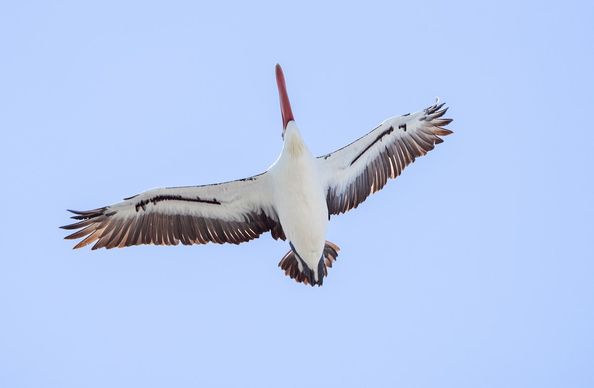 pelikán australský - ML616692200