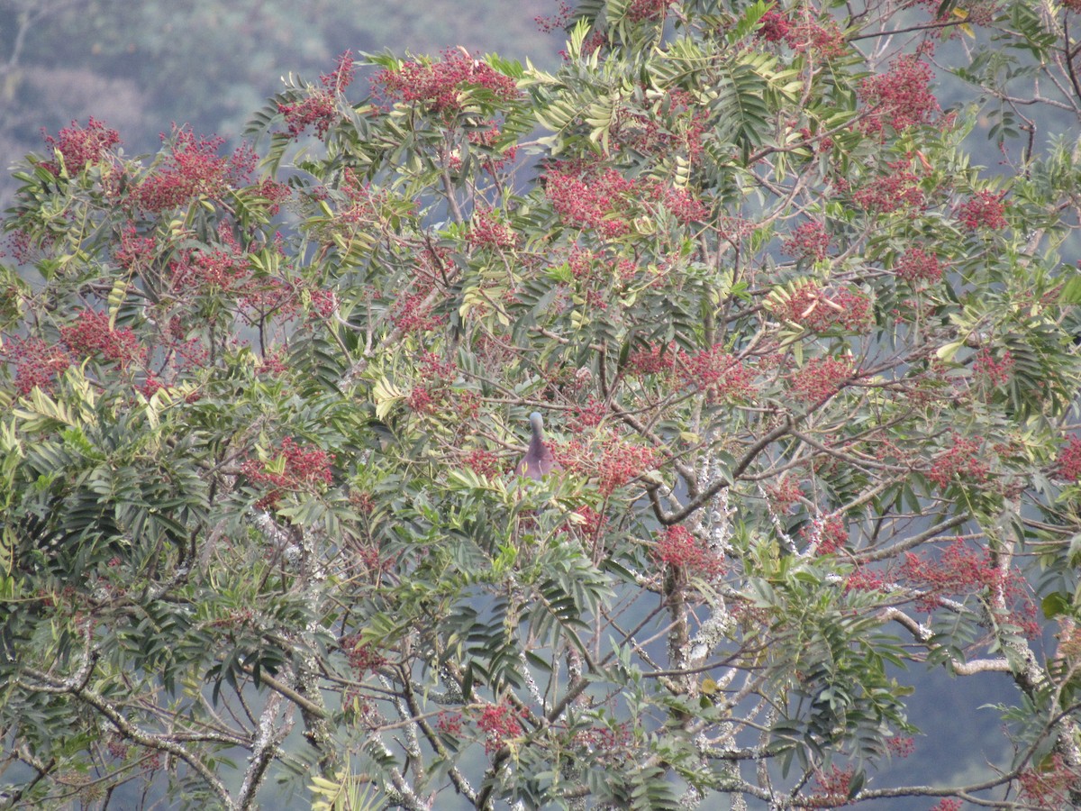 Pale-vented Pigeon - ML616692216