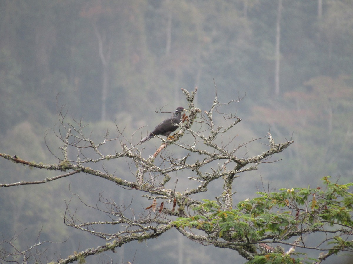 Band-tailed Pigeon - ML616692256