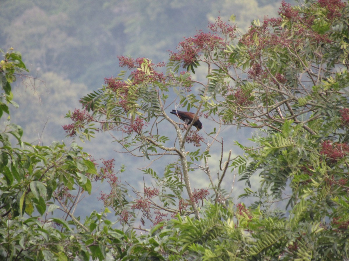 Bronze-winged Parrot - ML616692287