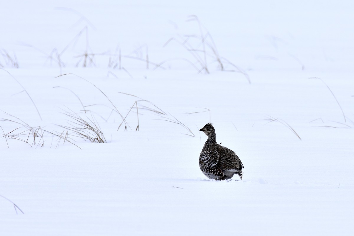 Sharp-tailed Grouse - Charlotte Cadow
