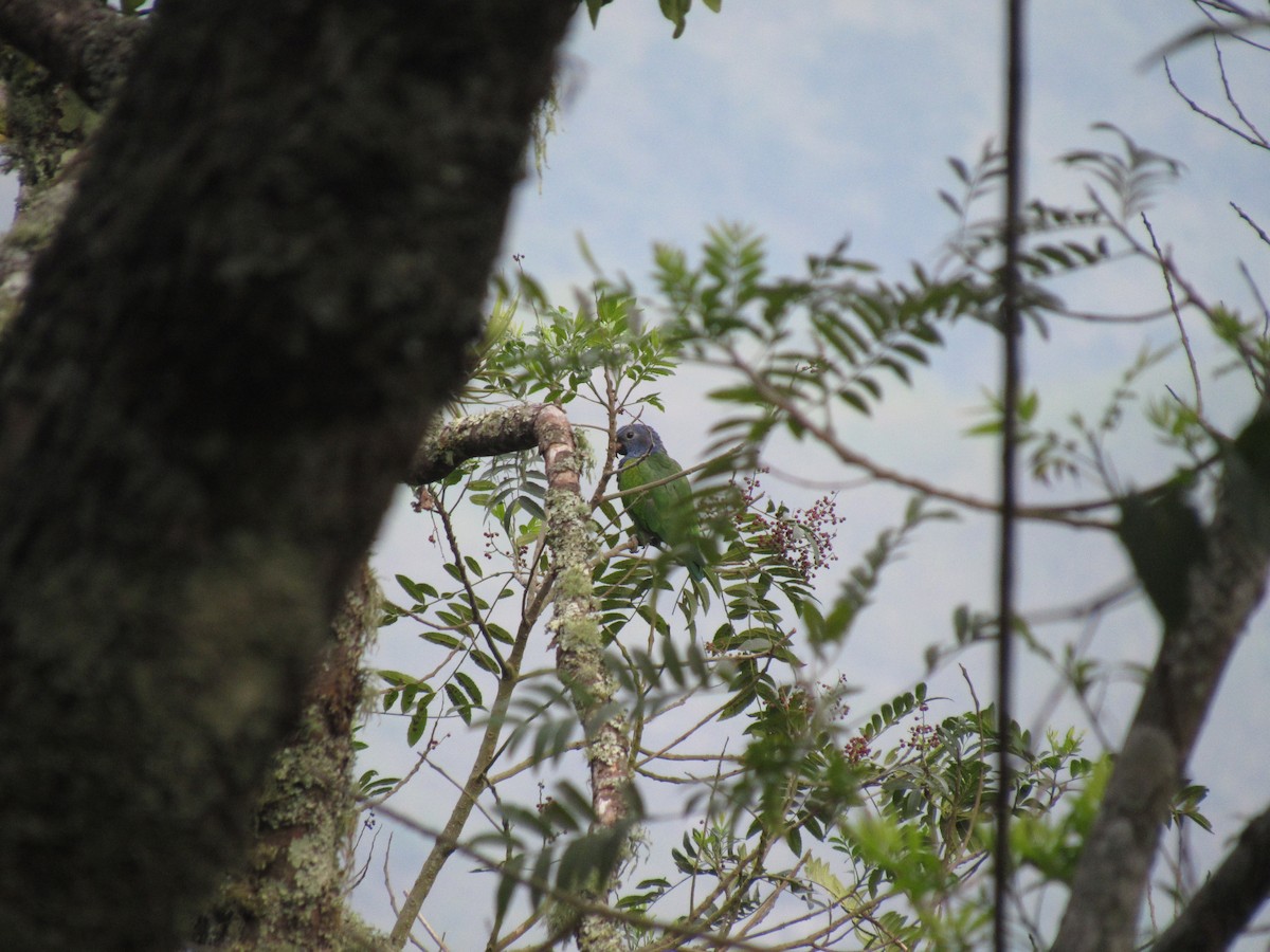 Blue-headed Parrot - ML616692310