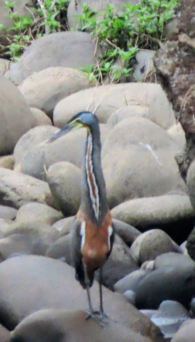 Bare-throated Tiger-Heron - ML616692313