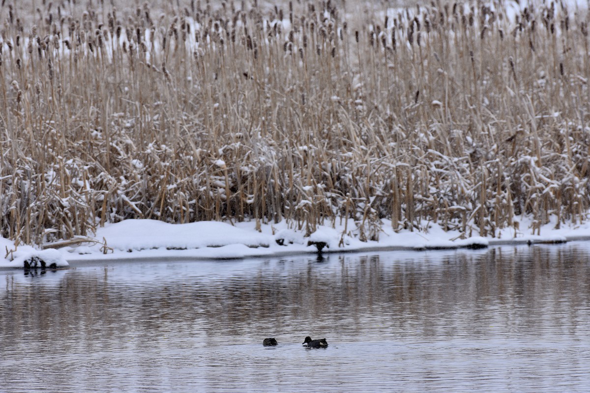 Green-winged Teal - ML616692328