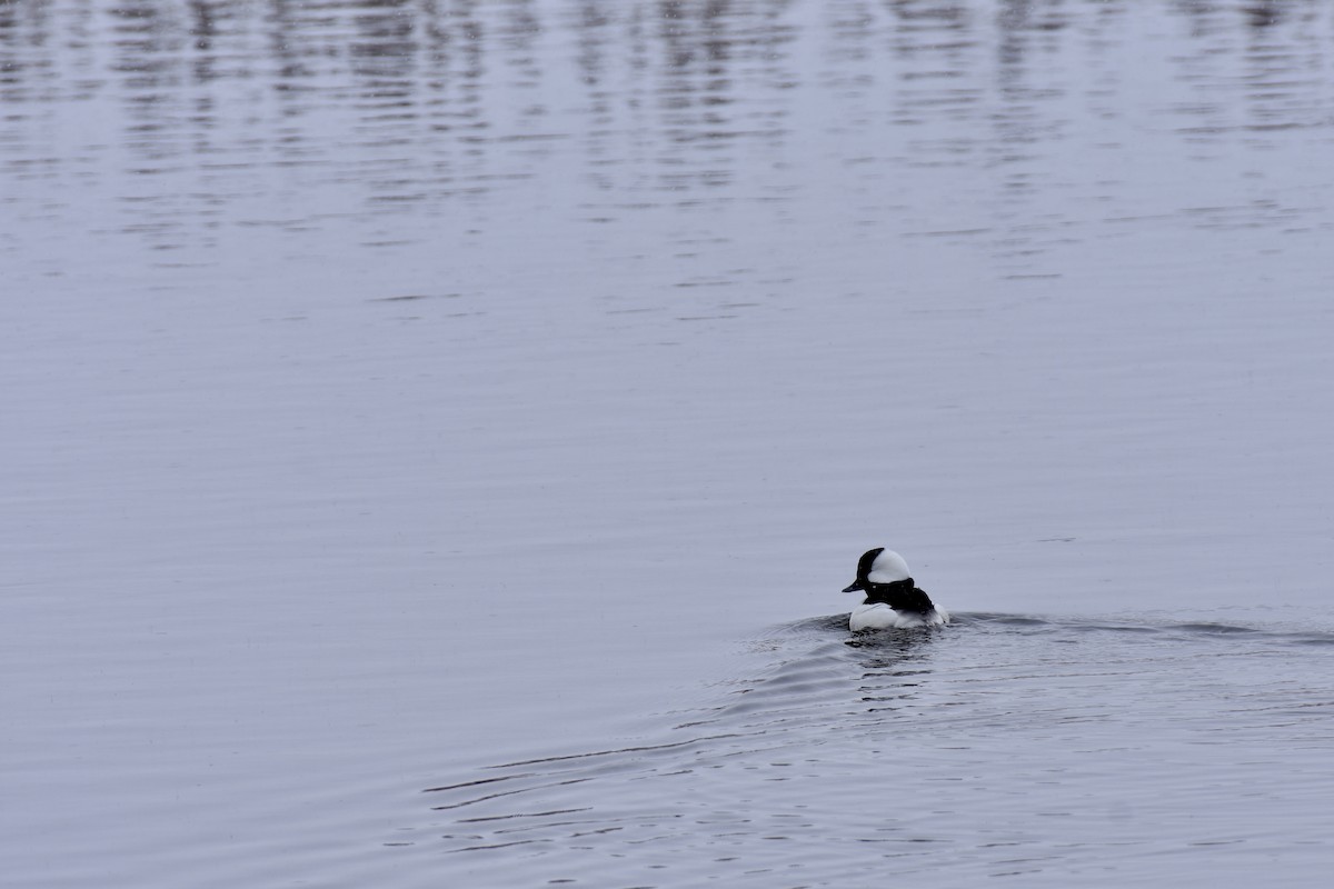 Bufflehead - Charlotte Cadow