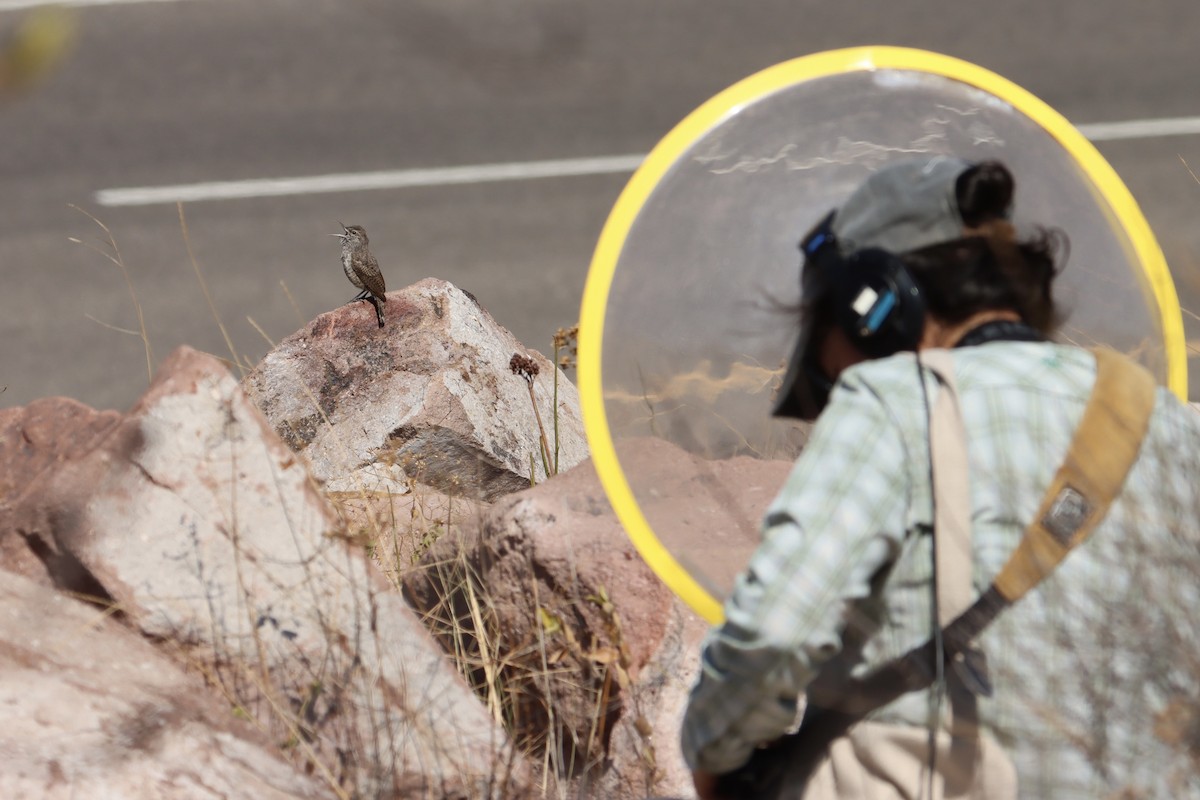 Rock Wren (Central American) - ML616692337