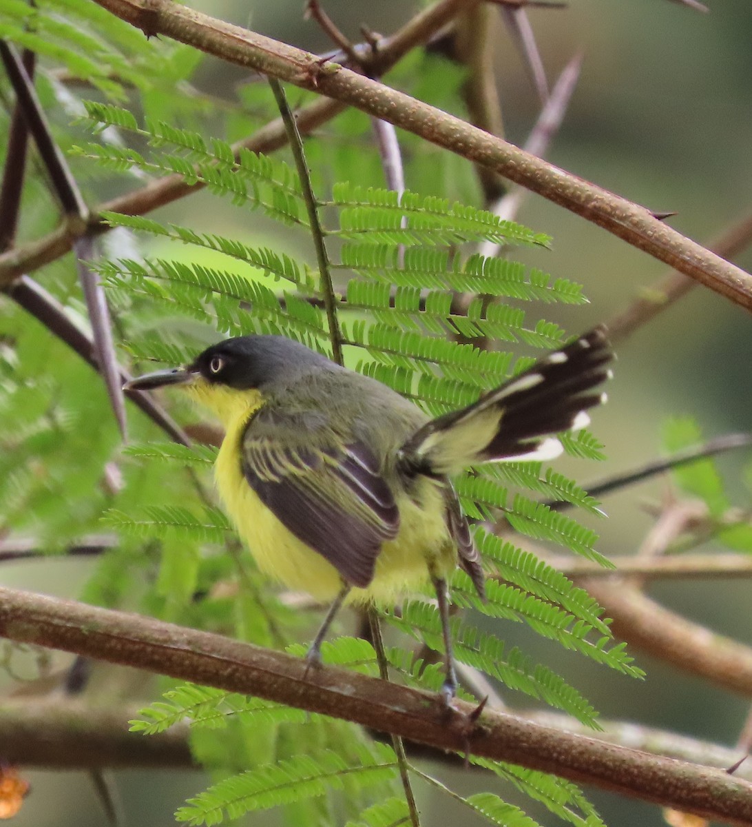 Common Tody-Flycatcher - ML616692353