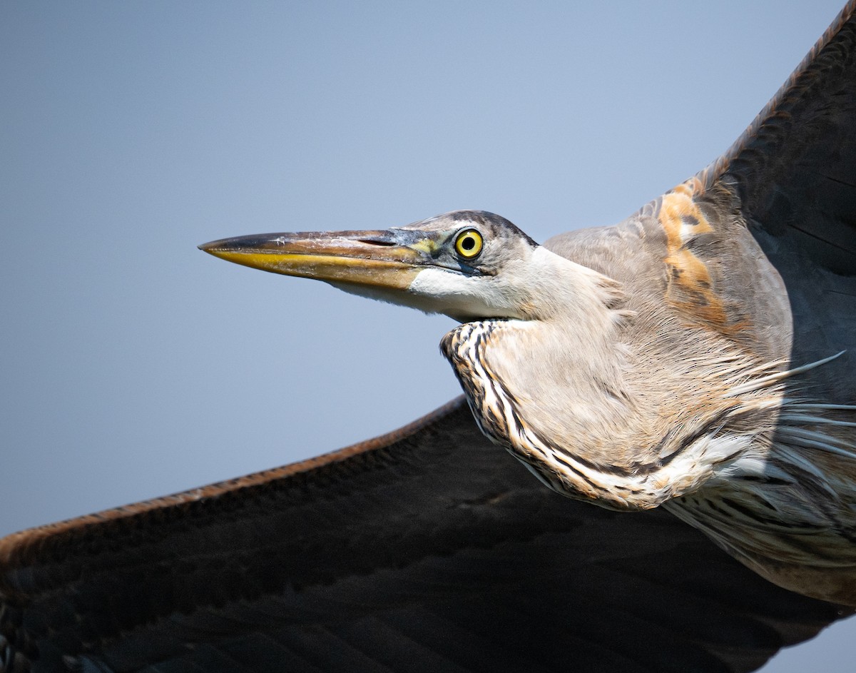 Great Blue Heron - ML616692366