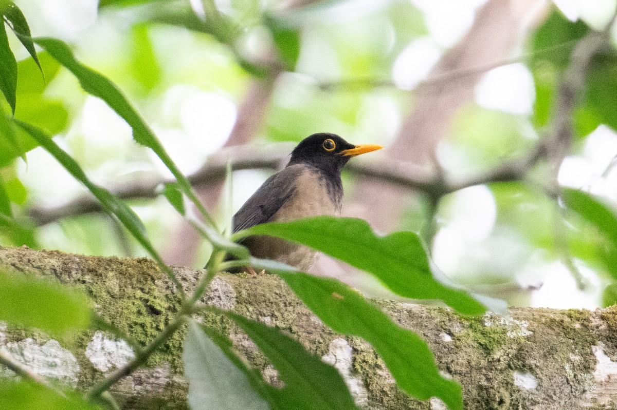 Black-hooded Thrush - ML616692426