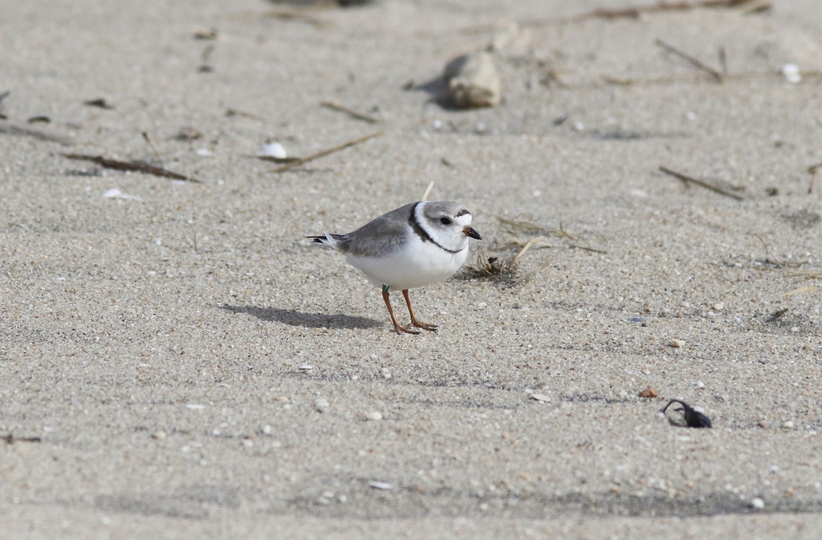 Piping Plover - ML616692497