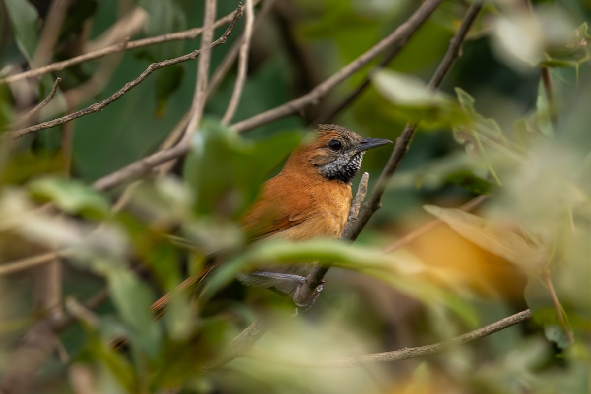 Hoary-throated Spinetail - ML616692502