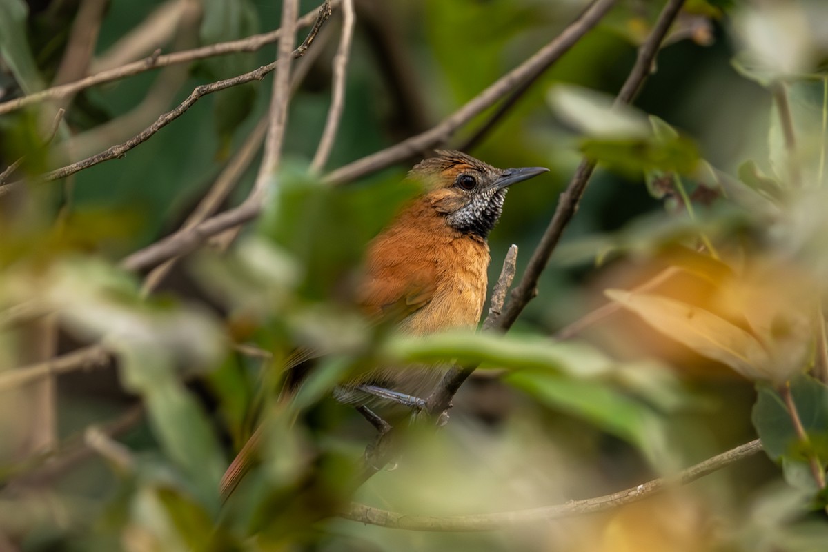 Hoary-throated Spinetail - ML616692503