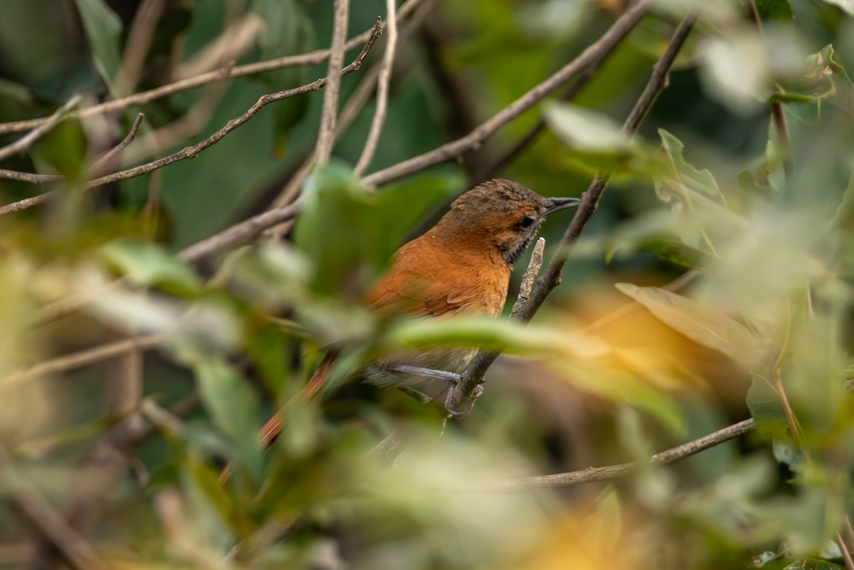 Hoary-throated Spinetail - ML616692505