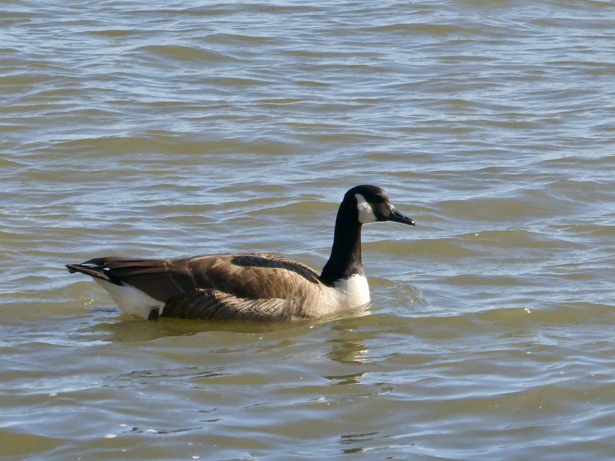 Canada Goose - ML616692506
