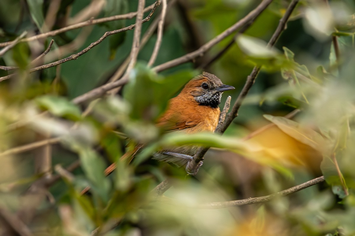 Hoary-throated Spinetail - ML616692507