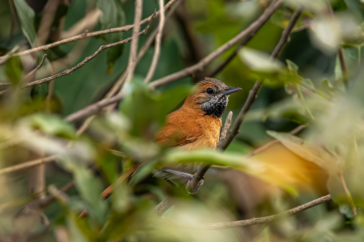 Hoary-throated Spinetail - ML616692508