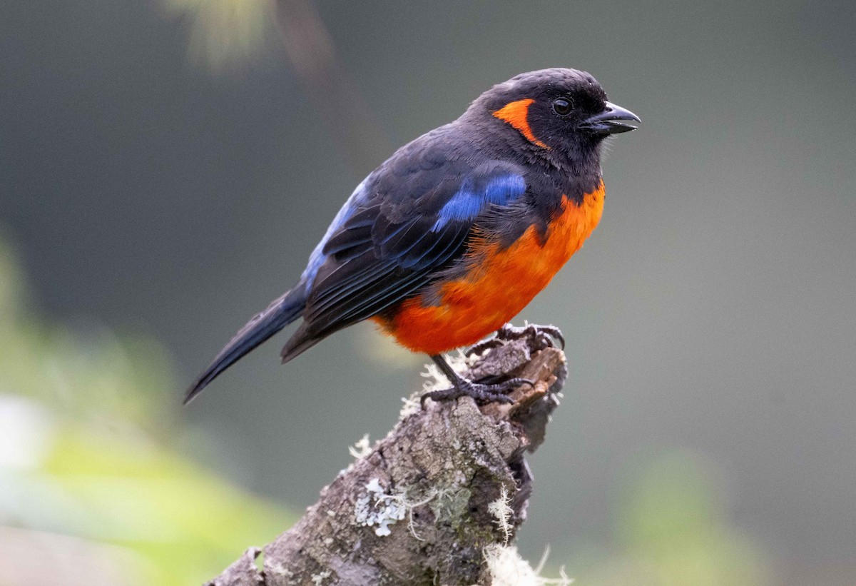 Scarlet-bellied Mountain Tanager - Philip Reimers