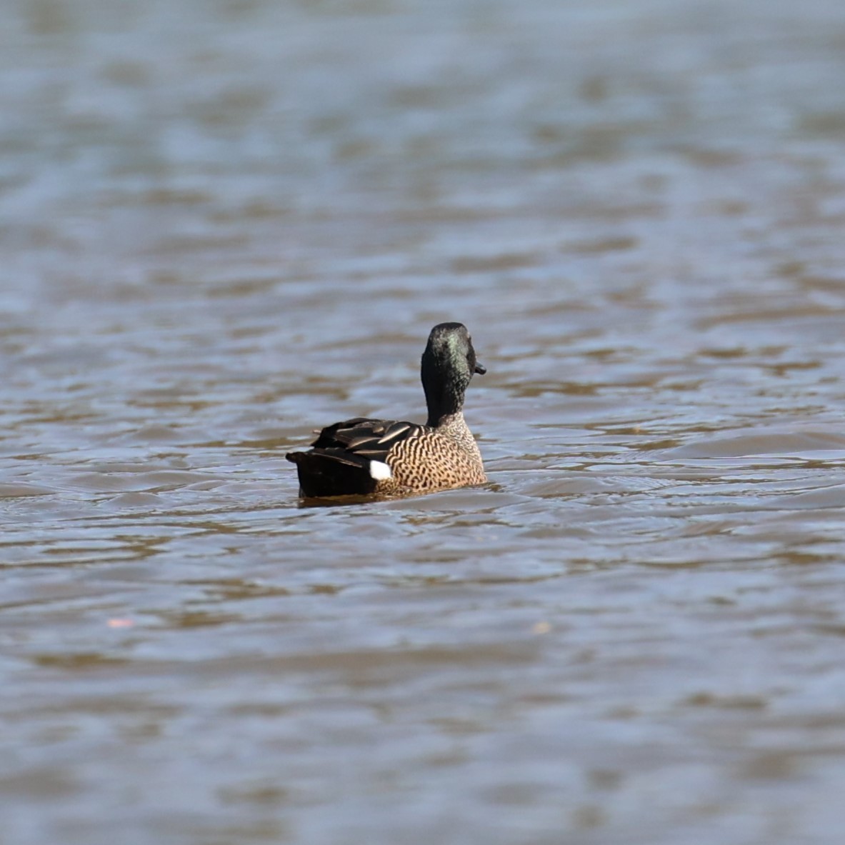 Blue-winged Teal - ML616692511