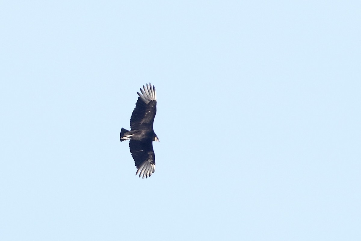 Black Vulture - ML616692527