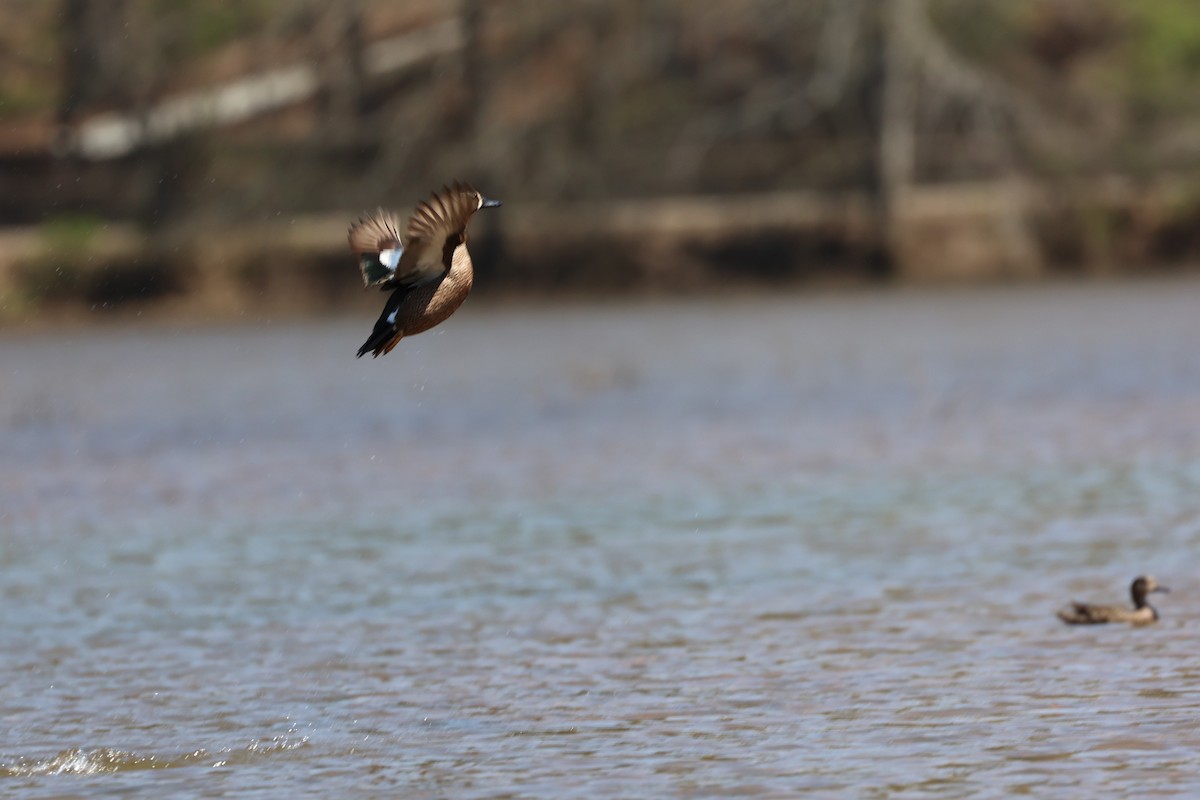 Blue-winged Teal - ML616692534