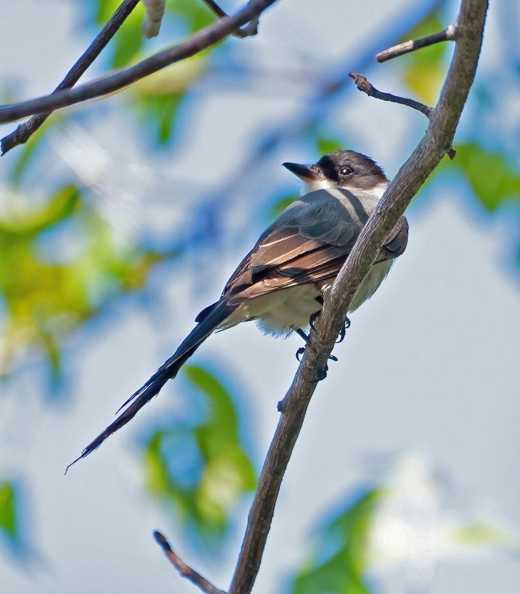 Fork-tailed Flycatcher - ML616692566