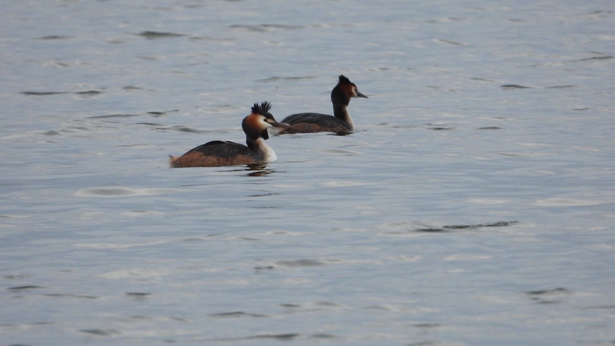 Great Crested Grebe - ML616692568