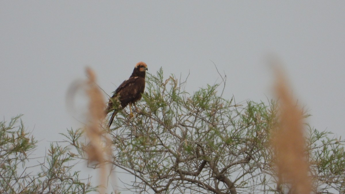 Western Marsh Harrier - ML616692585