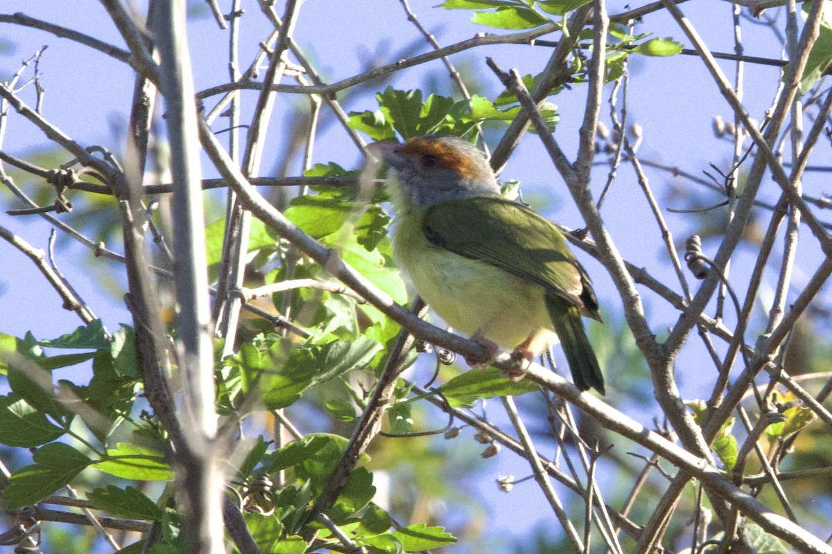 Rufous-browed Peppershrike - Nicholas Pederson