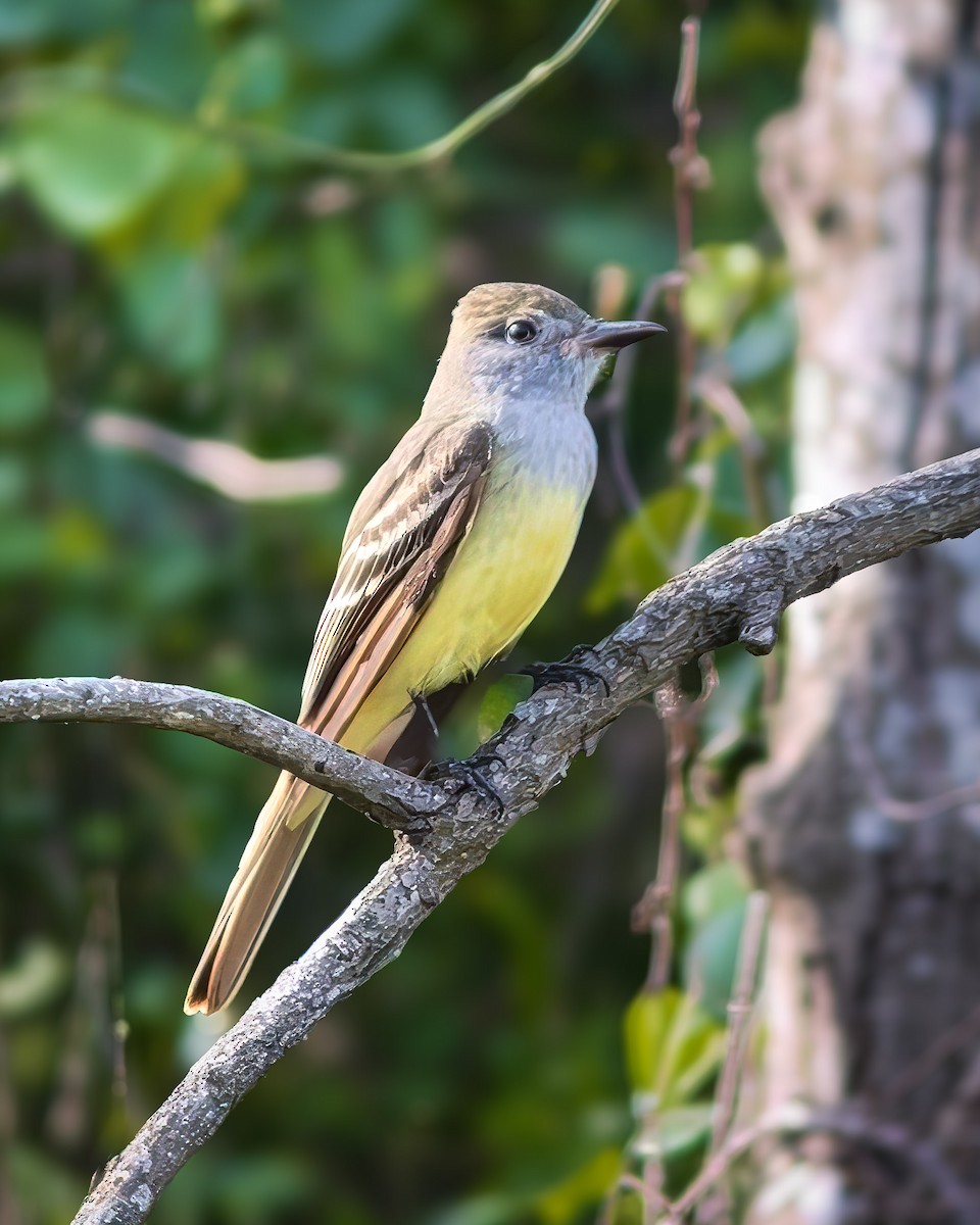 Great Crested Flycatcher - ML616692609