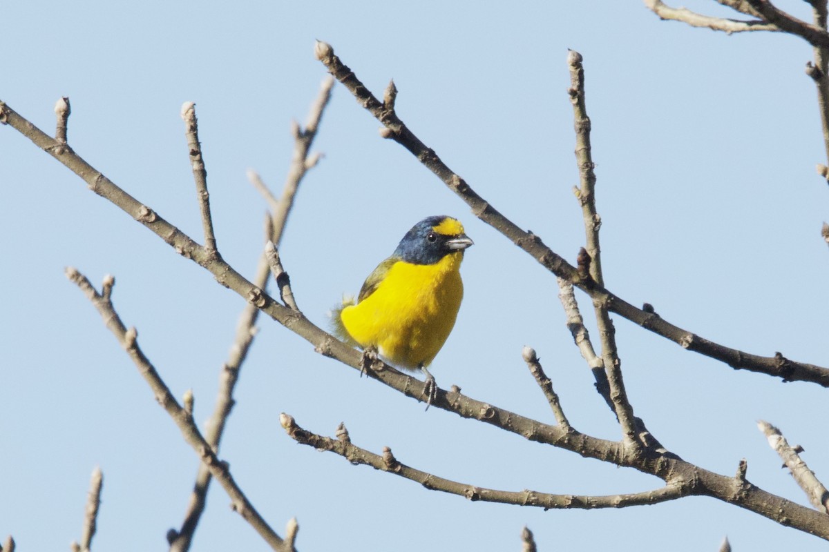 Yellow-throated Euphonia - Nicholas Pederson