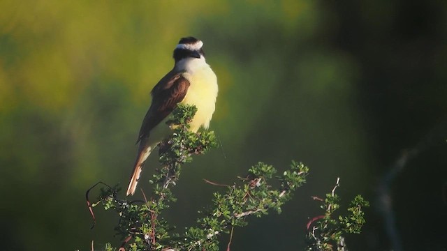 Great Kiskadee - ML616692636