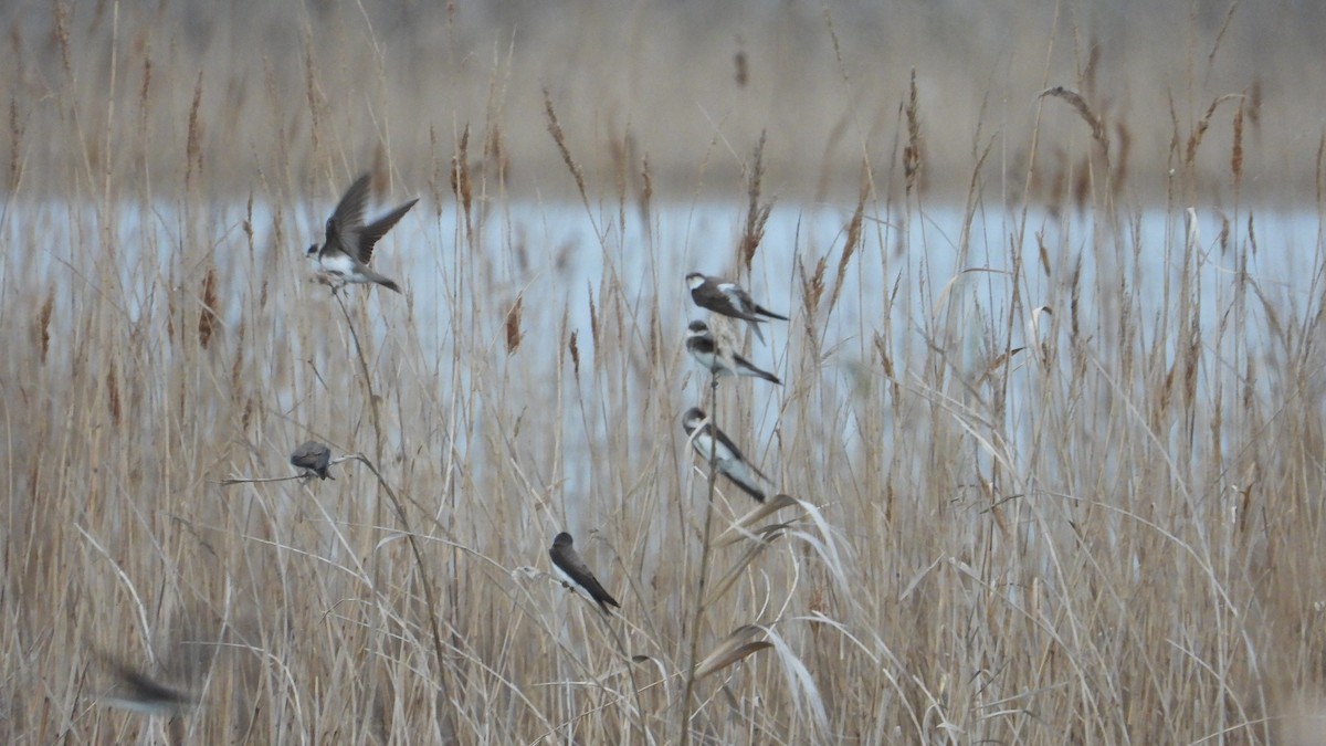 Bank Swallow - ML616692638