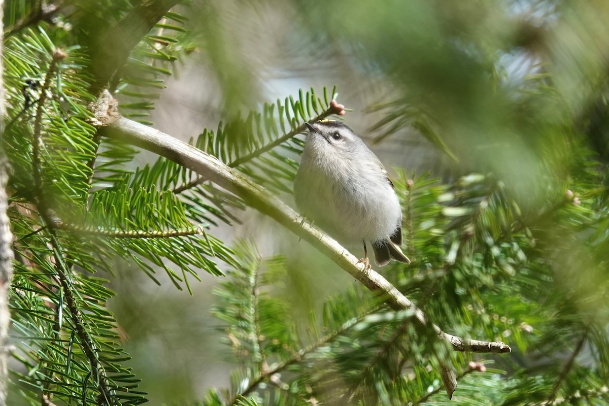 Roitelet à couronne dorée - ML616692662