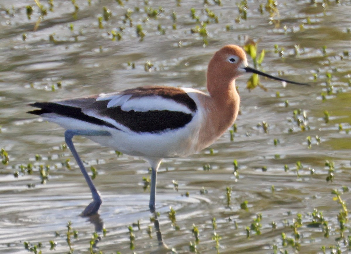 Avocette d'Amérique - ML616692666