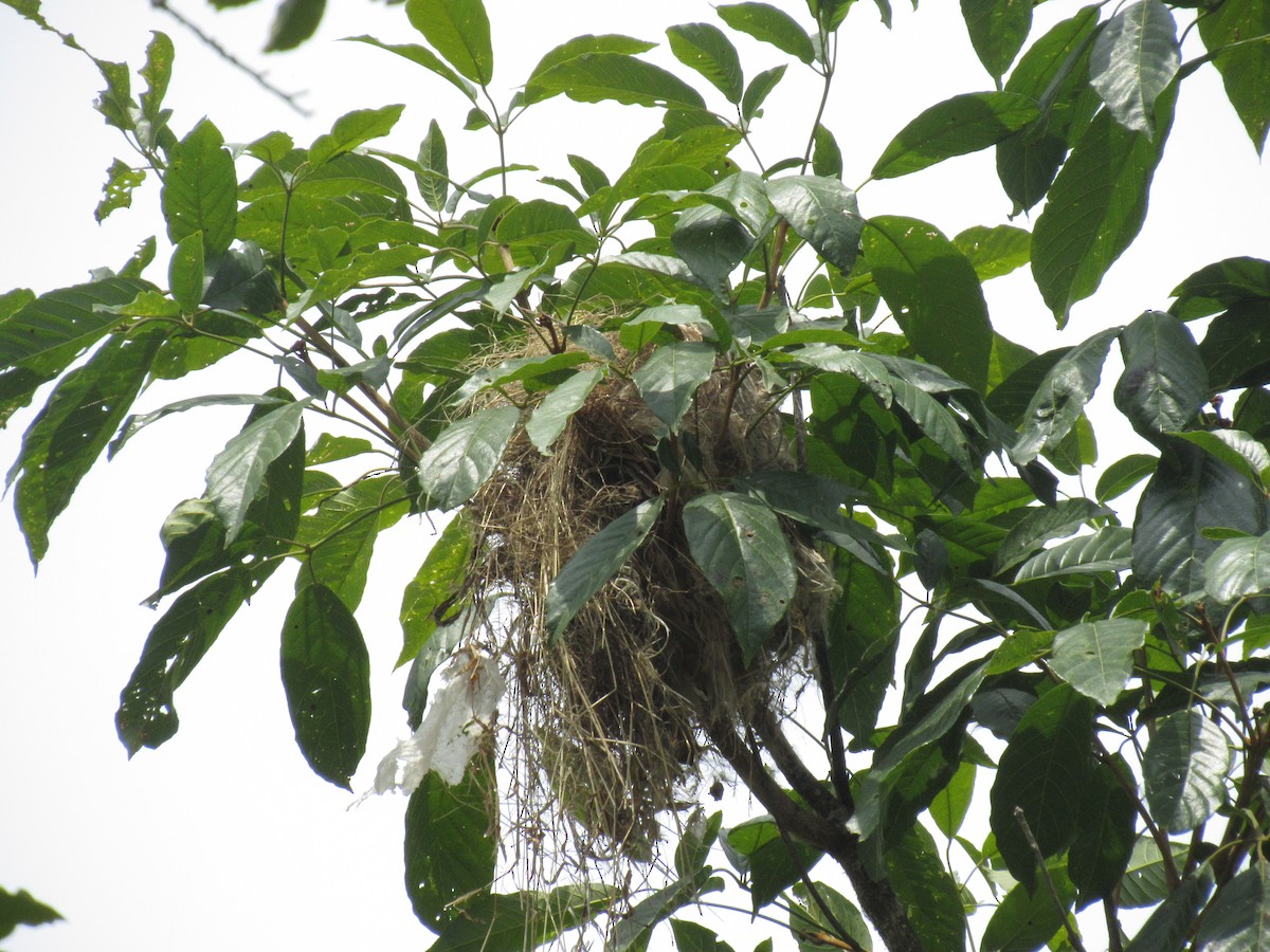 Piratic Flycatcher - ML616692669